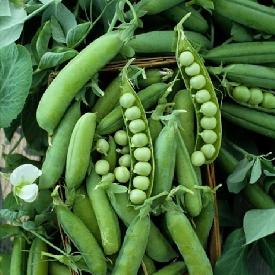 Sugar Ann Snap Pea Seeds for Planting