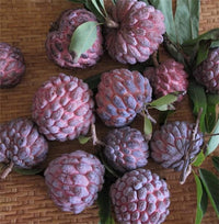Sugar Apple Annona Squamosa Tree Growing
