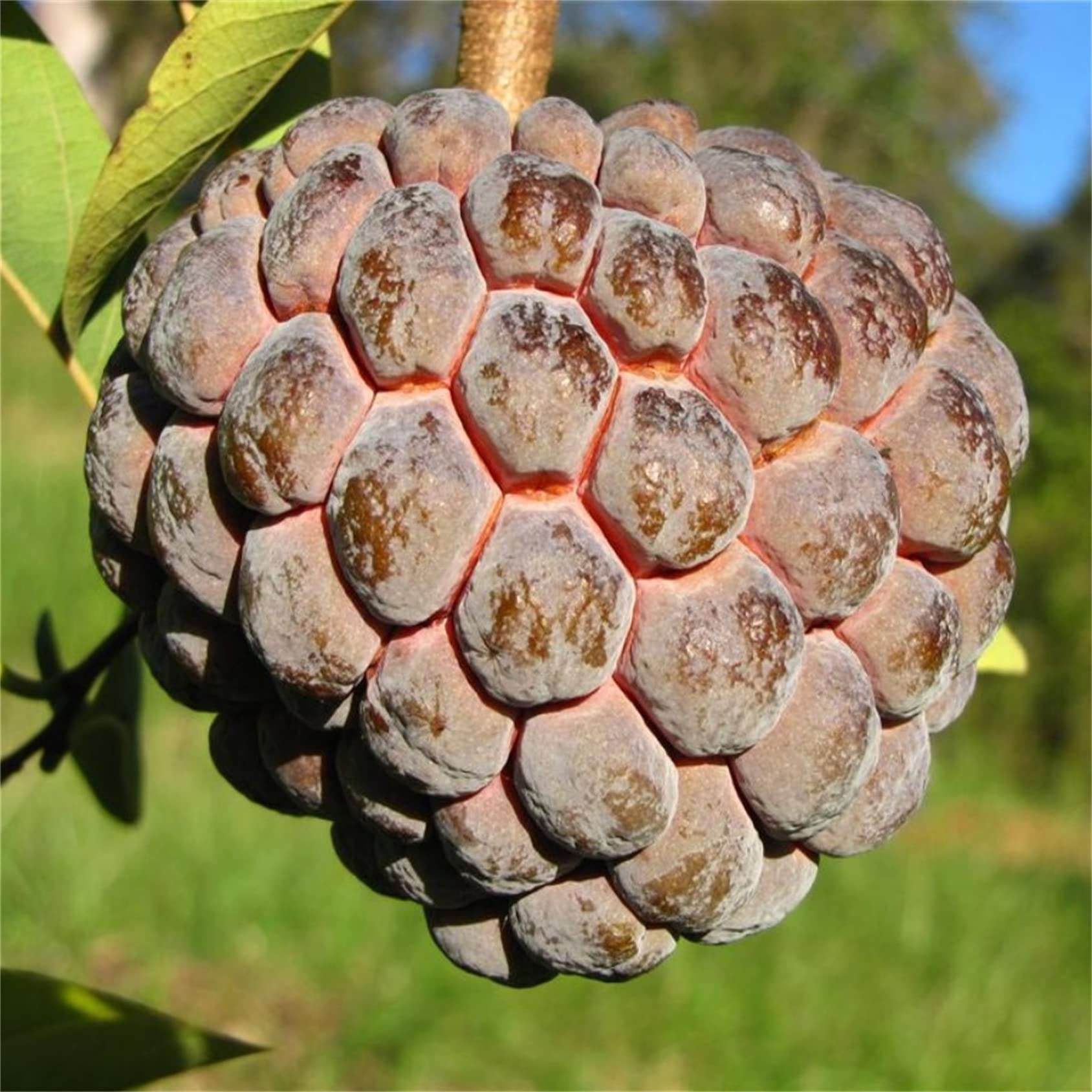 Sugar Apple Sweetsop Seeds for Planting