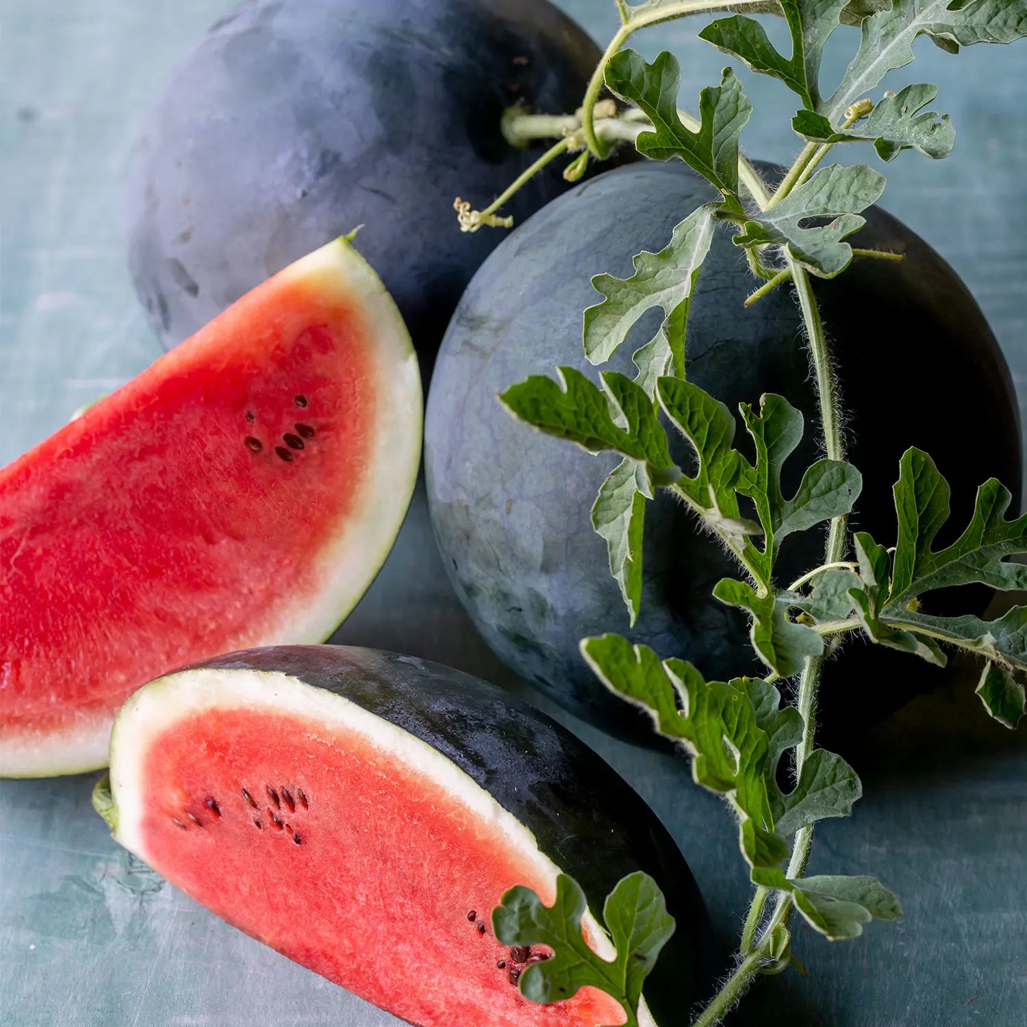 Sugar Baby watermelon growing on vines in a garden