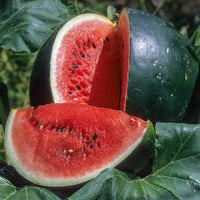 Sugar Baby Watermelon seeds for home garden planting