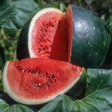Sugar Baby Watermelon seeds for home garden planting
