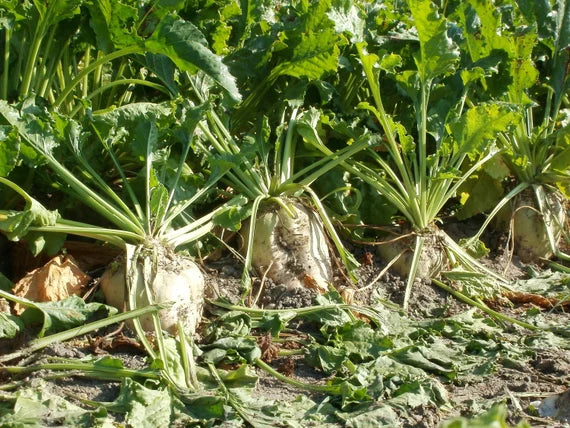 Sugar Beet heirloom vegetable seeds for planting