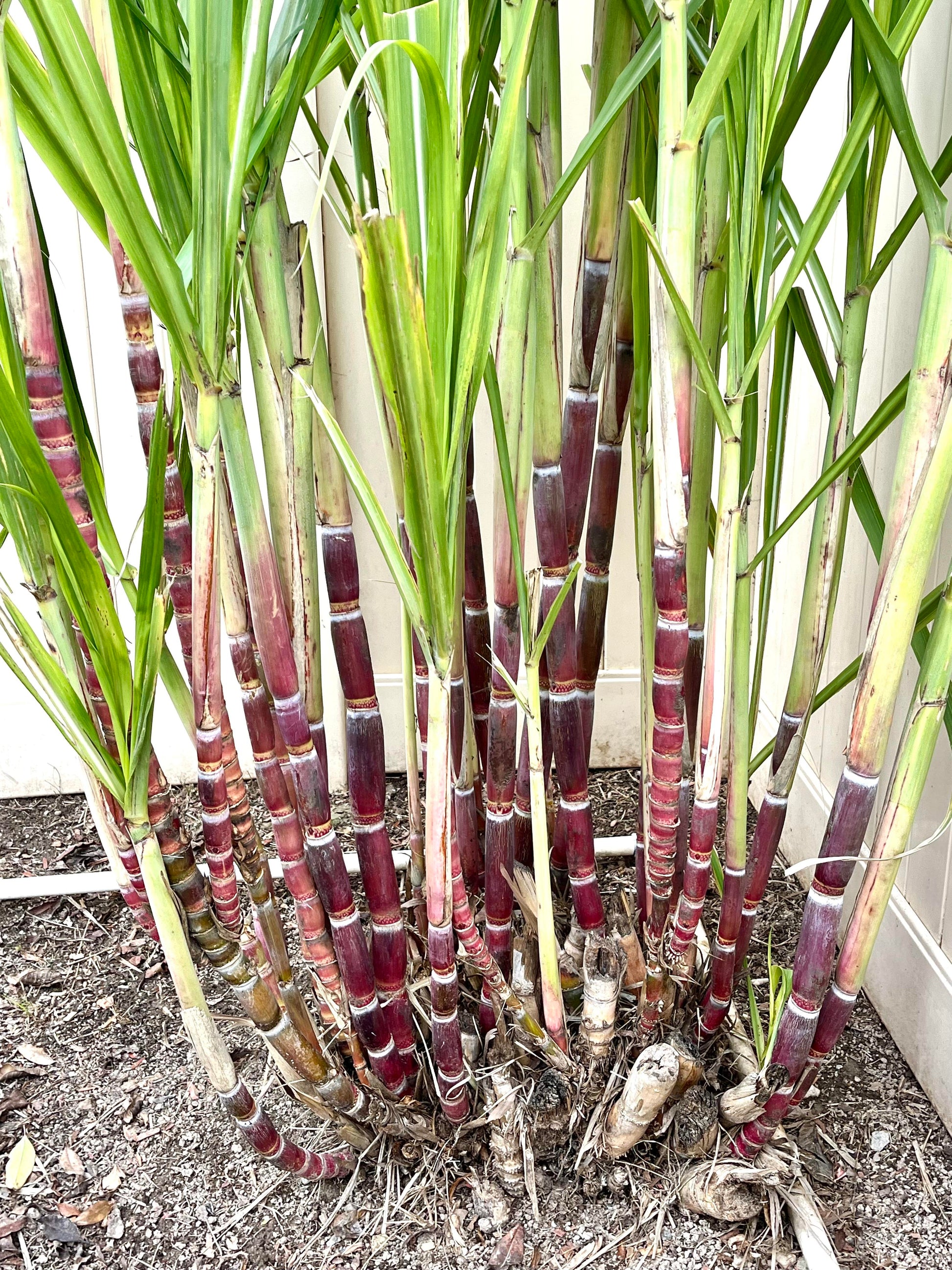 Sugar Cane (Saccharum officinarum) seeds for planting in home gardens.