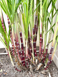 Sugar Cane (Saccharum officinarum) seeds for planting in home gardens.