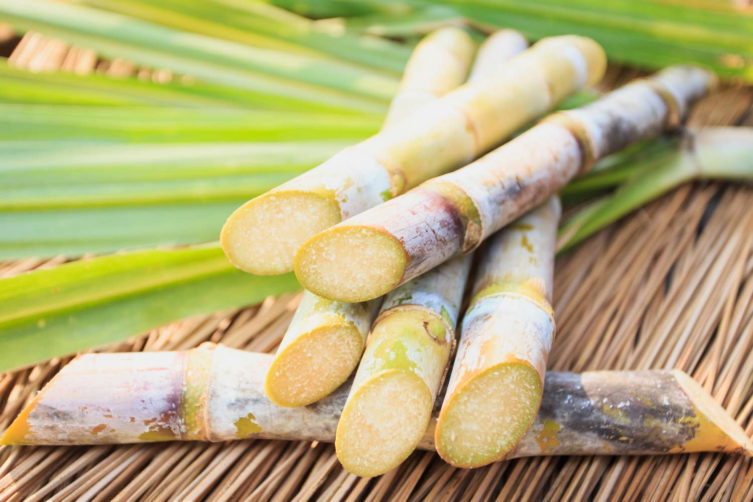 Healthy sugarcane plants growing in a backyard garden