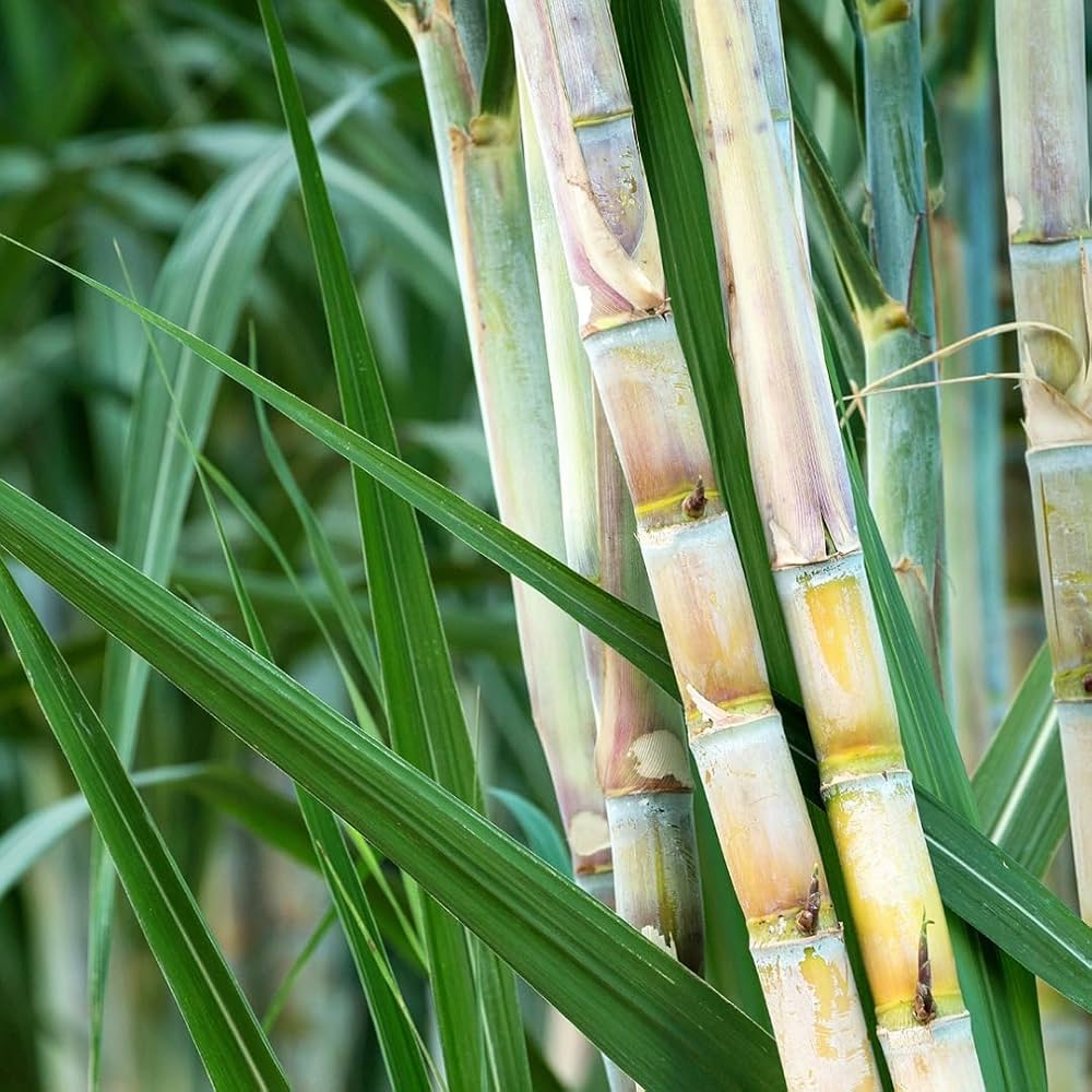 Sugarcane plant seeds ready for home garden planting