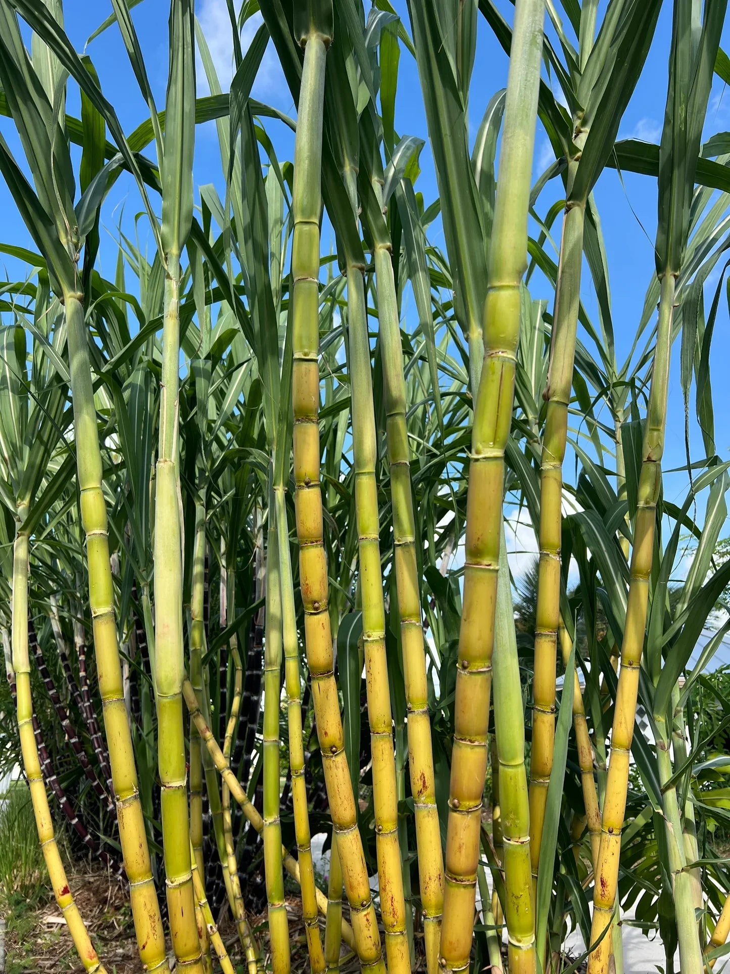 Sugarcane plants growing in outdoor containers