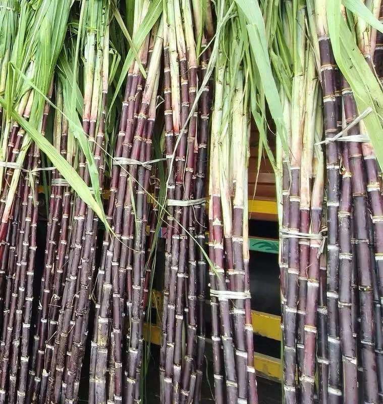 Sugarcane seeds for planting in home gardens and raised beds.