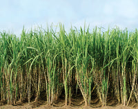 Sugarcane seeds for planting and growing sweet canes