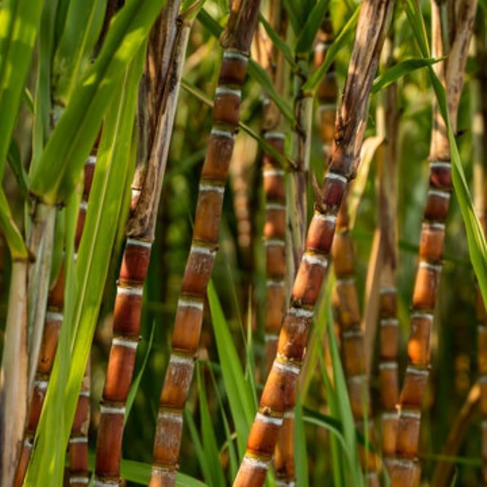 Sugarcane seeds for growing tropical plants in outdoor gardens.