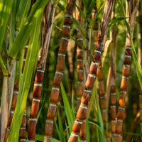 Sugarcane seeds for growing tropical plants in outdoor gardens.
