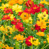Sulphur Cosmos flower seeds for planting in home gardens and containers