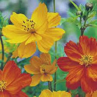 Colorful Sulphur Cosmos flowers growing in a sunny garden border