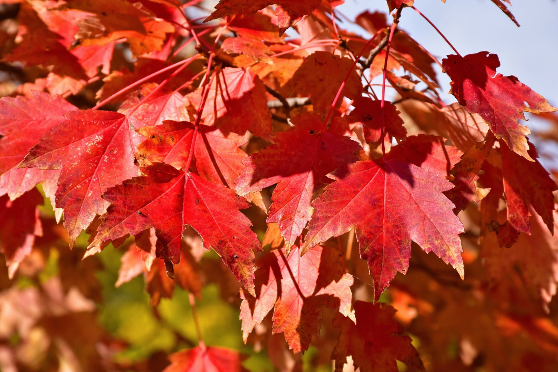 Acer rubrum tree seeds suitable for outdoor garden planting.