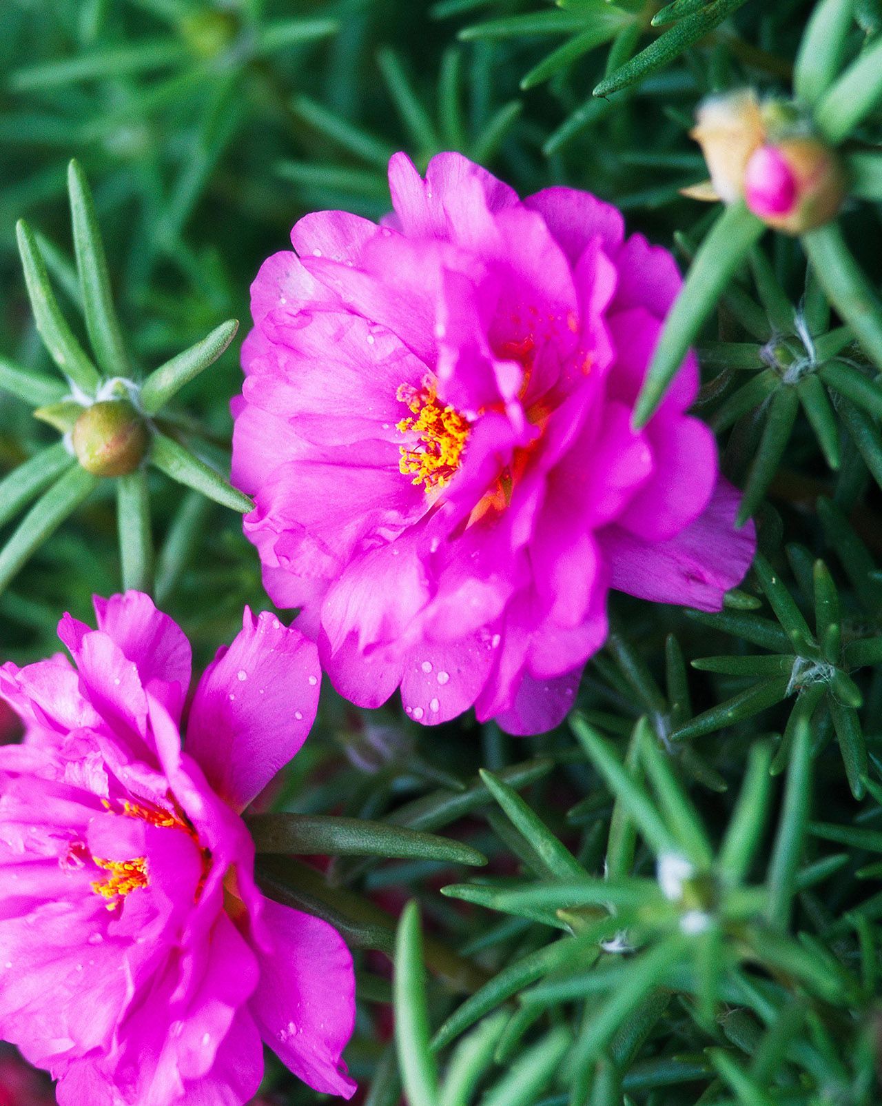 Pink Portulaca Rose Flower seeds for Planting - Vibrant Colors, Heirloom & GMO Free Seeds for Home Garden
