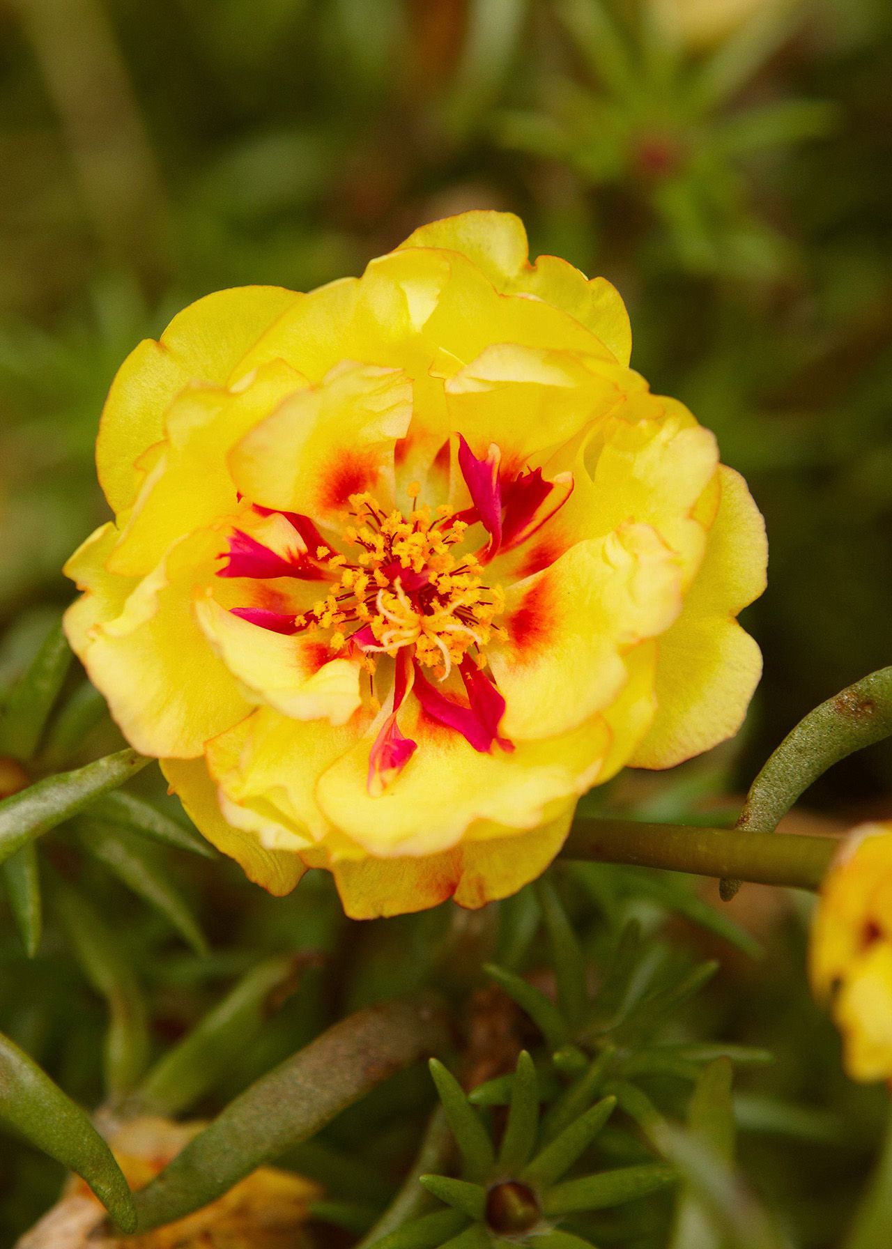 Moss Rose Tequila Mix Portulaca Seeds for Bright and Resilient Blooms