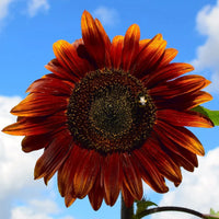 Cherry SunFlower seeds for Planting Seasonal Bloomer Heirloom & GMO Free Seeds for Home Garden