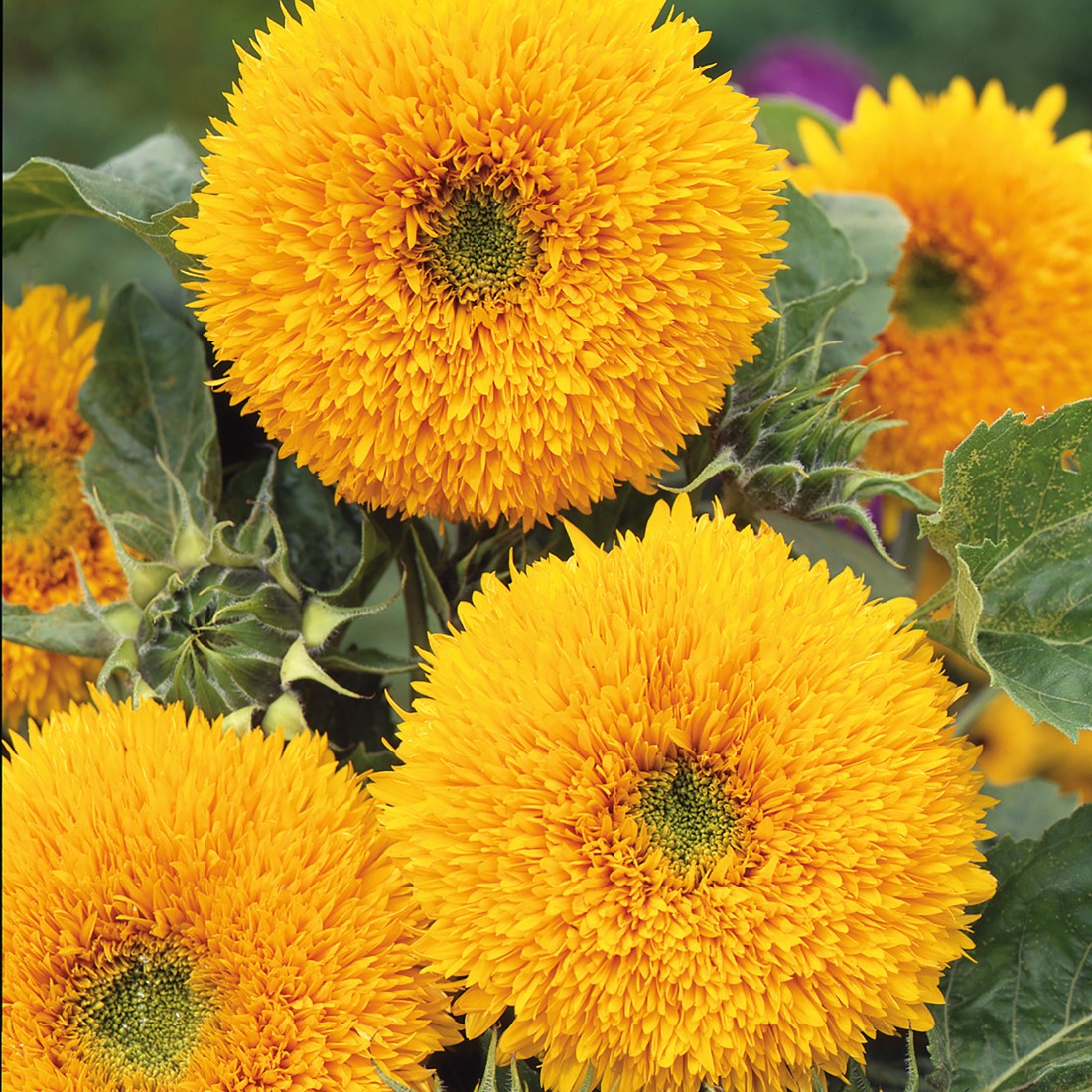 Bright Teddy Bear Sunflower flowers growing in a home garden