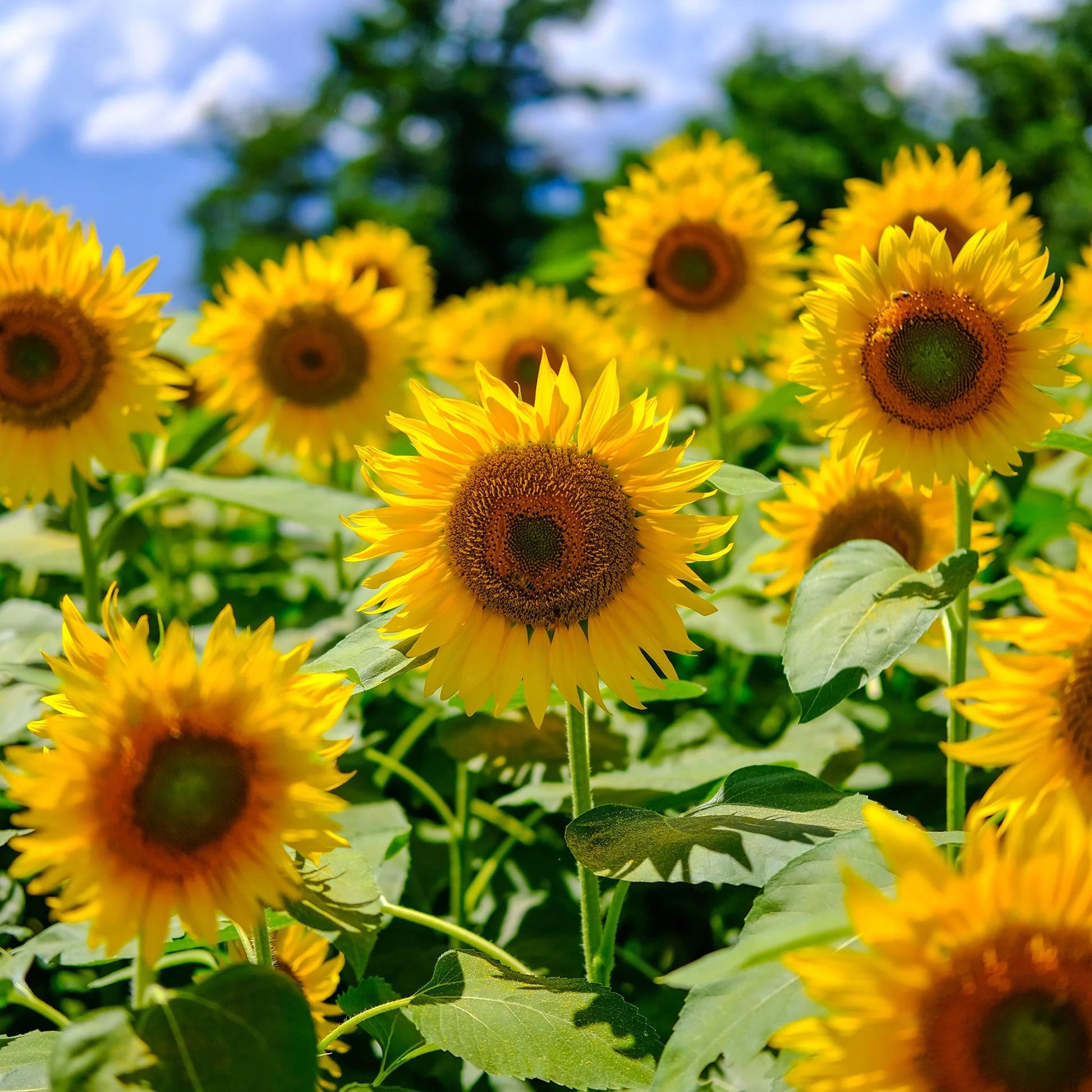 Heirloom Burst SunFlower seeds for Planting Drought Tolerant Heirloom & GMO Free Seeds for Home Garden