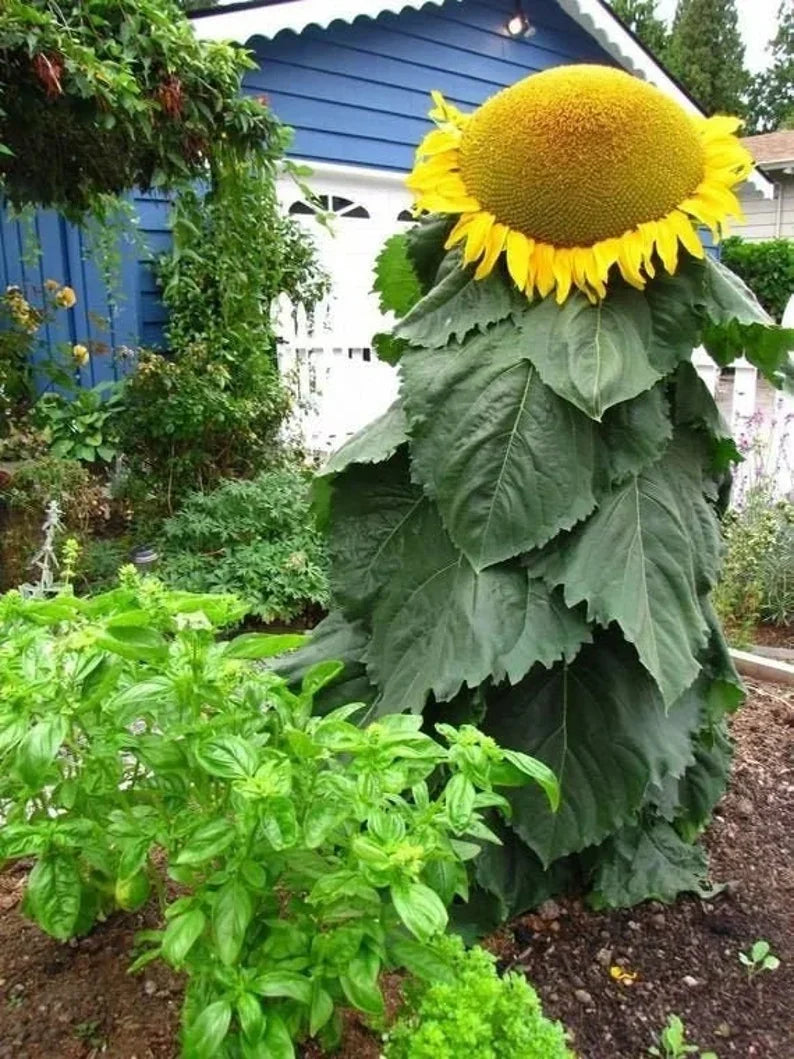 Tall Mongolian Giant sunflower plants with large yellow blooms in a garden