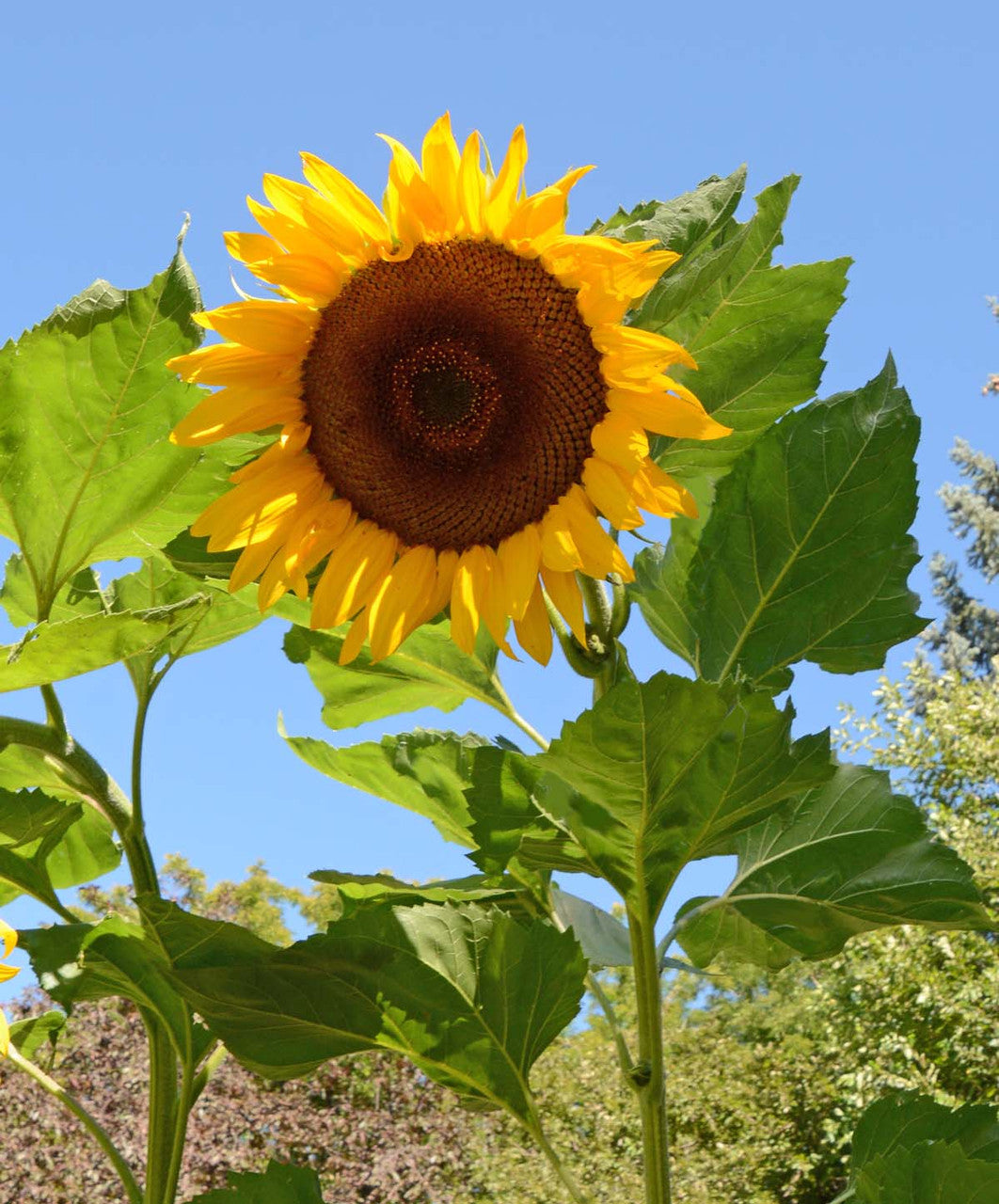 Bright Mongolian Giant sunflower flowers growing in an outdoor landscape