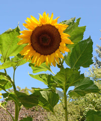 Bright Mongolian Giant sunflower flowers growing in an outdoor landscape