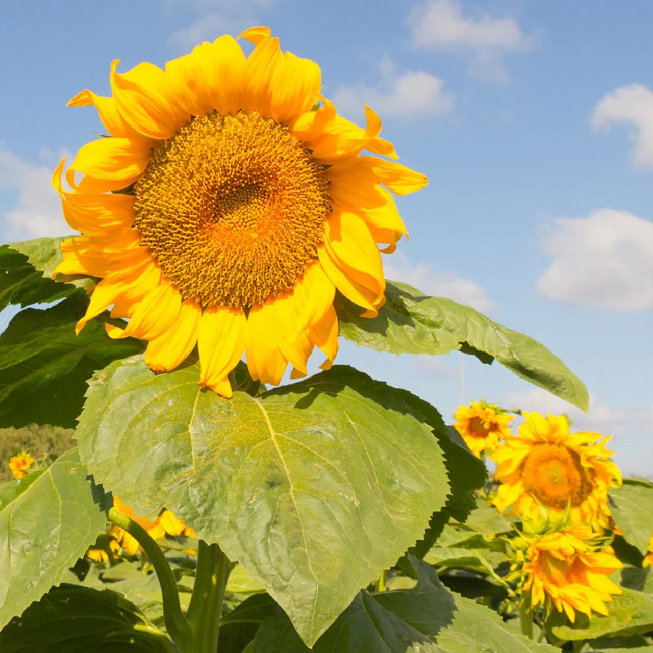 Sunflower Mongolian Giant seeds for growing tall golden flowers