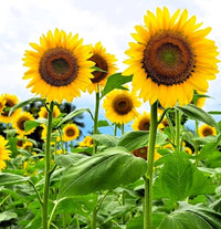 Bright sunflower plants blooming in a sunny garden