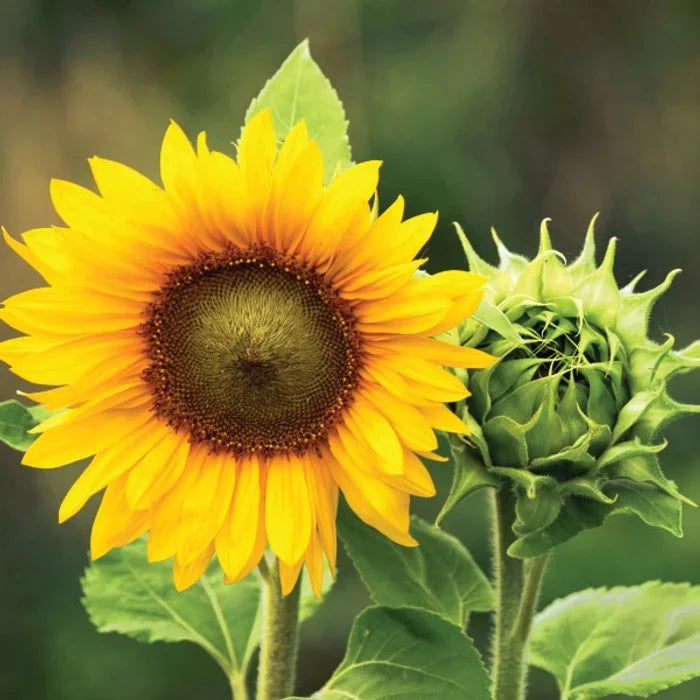 Sunflower seeds for home flower garden planting