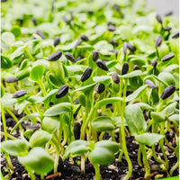 Sunflower sprouting seeds for indoor sprouting and microgreen growing.