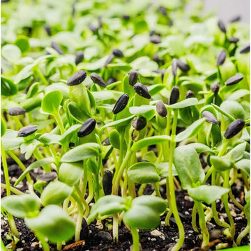 Sunflower sprouting seeds for indoor sprouting and microgreen growing.