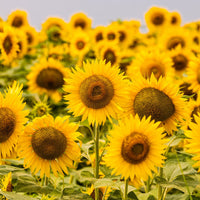Miniature Sunflower Seeds for Planting Helianthus Annuus home garden small pots