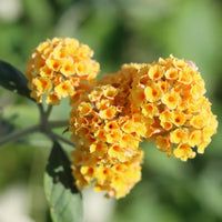 Sungold Butterfly Bush seeds for planting in home gardens and landscape borders.