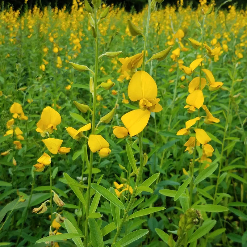 Sunn Hemp seeds for garden and cover crop planting