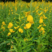 Sunn Hemp seeds for garden and cover crop planting