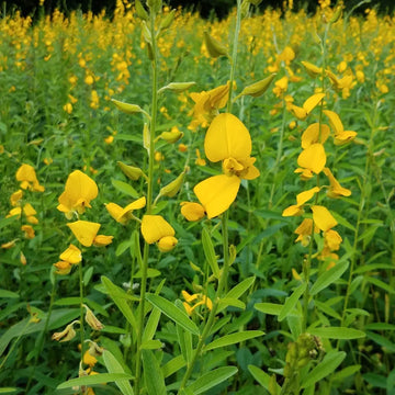 Sunn Hemp seeds for garden and cover crop planting