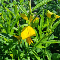 Sunn Hemp Seeds – Fast-Growing Cover Crop for Garden & Soil Areas
