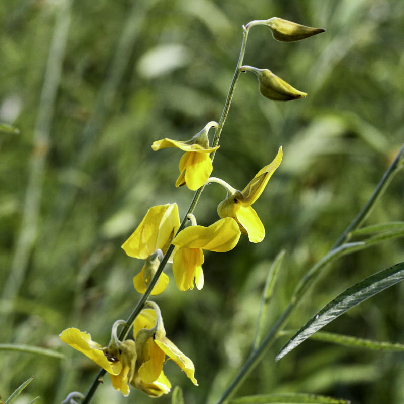 Sunn Hemp Crotalaria juncea growing with green foliage