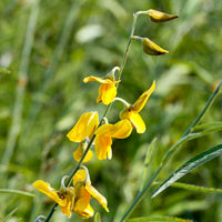 Sunn Hemp Crotalaria juncea growing with green foliage