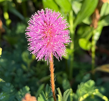 Mimosa Flower seeds for Planting Fragrant Blossoms Heirloom & GMO Free Seeds for Home Garden