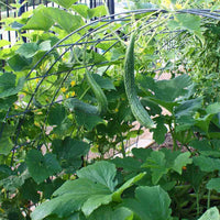 Suyo Long Cucumber heirloom seeds for home garden planting
