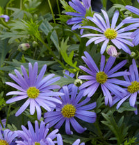 Blue Brachycome Flower Seeds: Essential Planting Guide