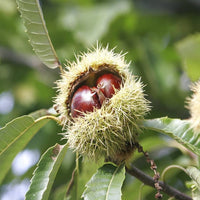 Sweet European Chestnut Tree (Castanea sativa) seeds for planting in home gardens and orchards.