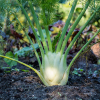 Sweet Fennel Foeniculum vulgare growing in a garden