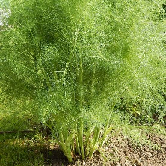 Sweet Fennel herb seeds for garden planting