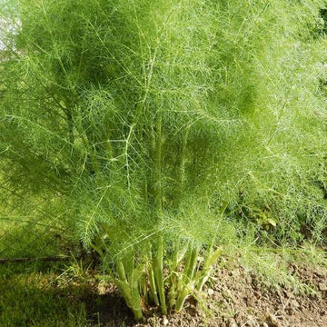 Sweet Fennel herb seeds for garden planting