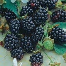 Sweet Harvest Seeds Berry Fruit Planting Pack, Easy Guide for Growing Delicious Berries