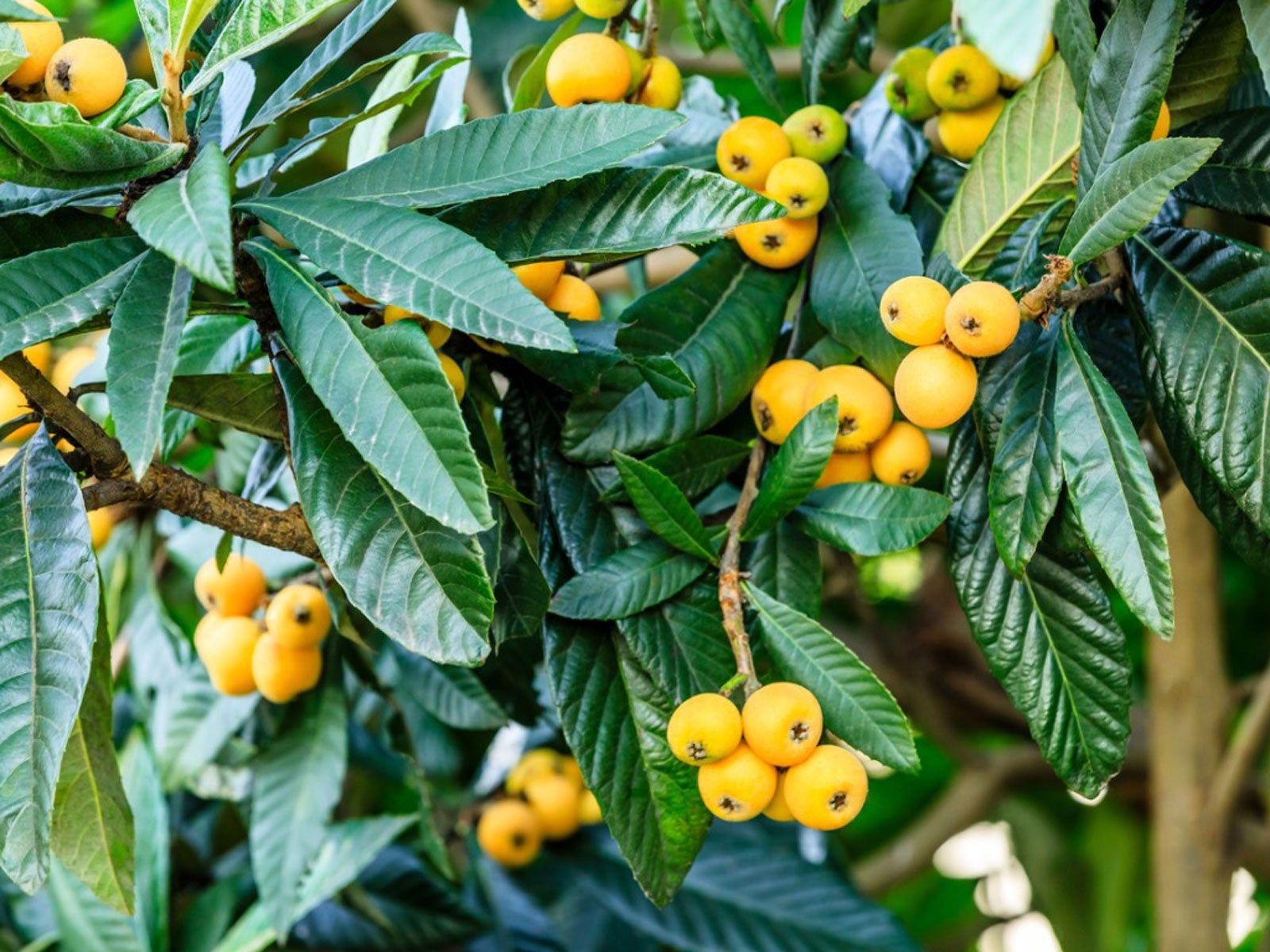 Sweet Juicy Loquat Fruits on Tree