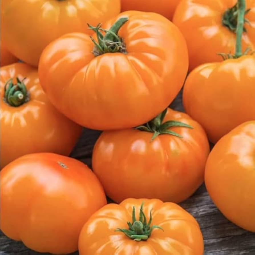 Medium-sized sweet orange heirloom tomatoes on vine